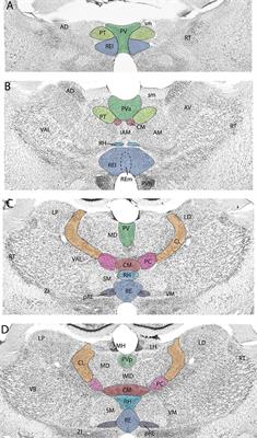 Frontiers Structural And Functional Organization Of The Midline And